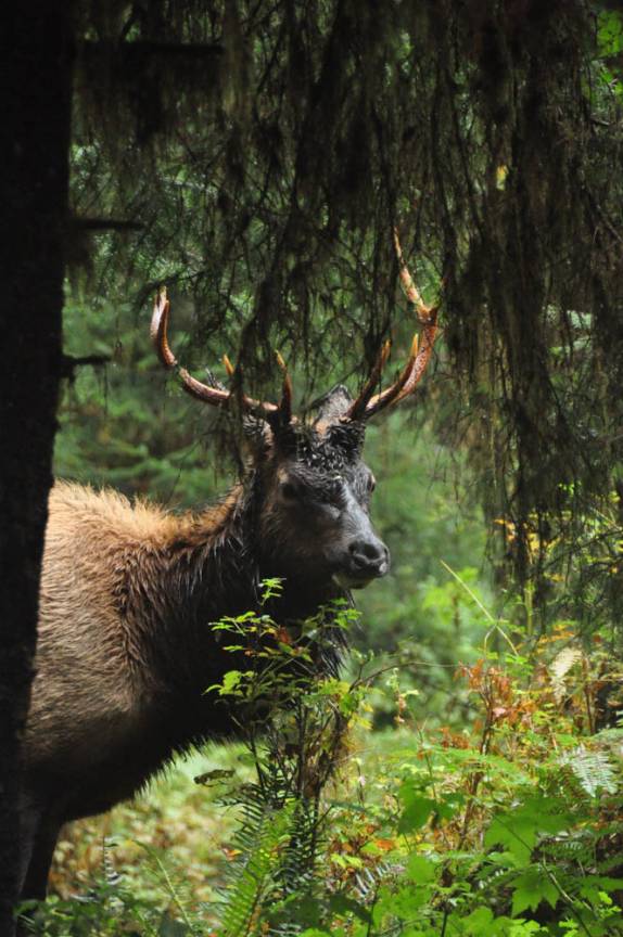 Um grande Elk macho se alimenta na Hoh Forest, uma das mais úmidas do mundo, no Olympic National Park, no estado de Washington, oeste dos Estados Unidos